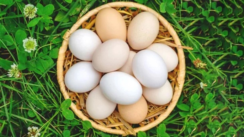 World Egg Day is being celebrated across the count...